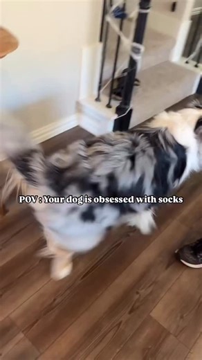 Alexina Bonnaventure + Stilton 🐾 | Dallas, TX 🇺🇸 on Instagram: "POV: You teach your dog one little laundry trick and suddenly he’s the self-appointed CEO of Household Operations 🧦 He takes his job VERY seriously. Zero days off. Full benefits: belly rubs, snacks, and unlimited praise. Meanwhile I’m just here wondering how long it’ll take before he starts sending me passive-aggressive reminders about the socks I leave on the floor. #DogContent #DogTricks #AussieThin