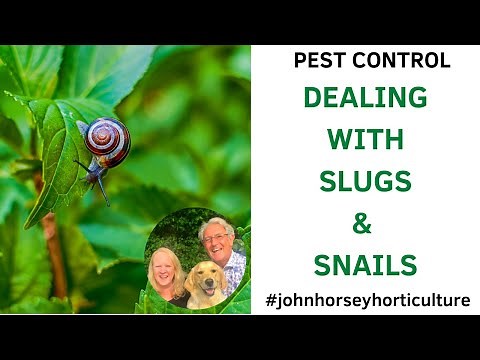 DIY BEER TRAP THAT ELIMINATES GARDEN SLUGS FAST!