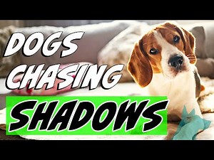 Why do dogs chase shadows & reflections?