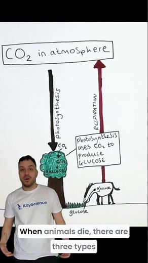 What Is the Carbon Cycle? The Earth's Recycling System Explained