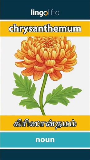 🇬🇧🇮🇳 chrysanthemum - கிரிஸான்தமம் : learn English : ஆங்கிலம் கற்போம்