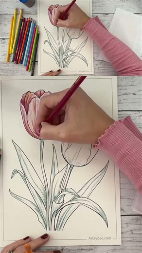 Coloring a tulip with color pencils 🩷 #drawing #art #satisfying