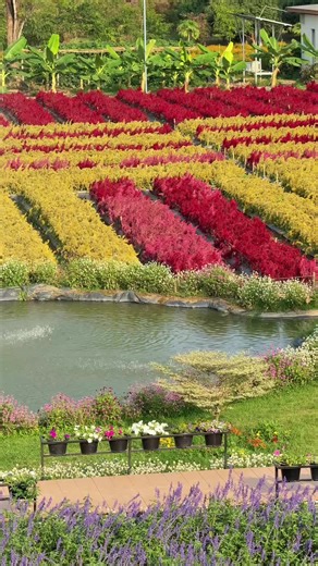🪻🌿ສວນດອກໄມ້”Golden Hour Garden” ພິກັດ : ບ.ໄຮ່ ມ.ໄຊທານີ ນະຄອນຫຼວງວຽງຈັນ #ສວນດອກໄມ້ #ພິກັດບ້ານໄຮ່ທ່າງ່ອນ #ທ່ຽວລາວ #tiktokviral #kattystories
