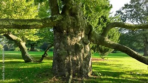 beautiful morning sun in a park fimed by a drone