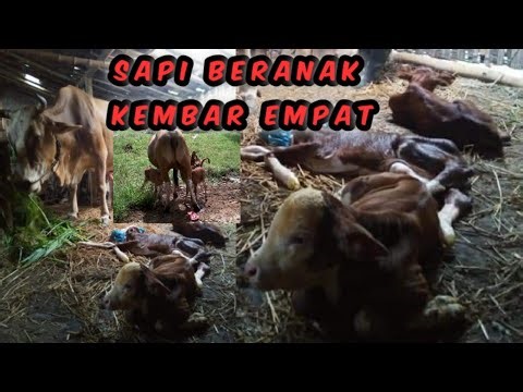 Sapi beranak kembar empat(4)...dan sapi simental melahirkan 3 pedet kembar