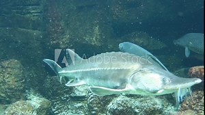 Beluga or Great sturgeon (Huso huso) is species of anadromous fish in sturgeon family (Acipenseridae) of order Acipenseriformes. It is found primarily in Caspian and Black Sea basins.