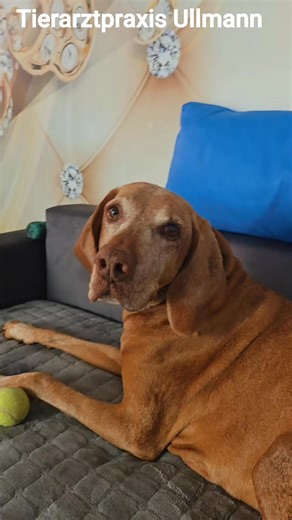Wenn ein Hund ins Haus kommt, ist es wichtig, ihm Zeit und Geduld zu geben, ihn langsam an die neue Umgebung zu gewöhnen, klare Regeln aufzustellen und für eine sichere Umgebung zu sorgen. Falls der Hund Urin im Haus hinterlässt, kann dies an Stress, mangelnder Stubenreinheit oder Trennungsangst liegen, was oft durch eine Umstellung der Routine, Verhaltensänderungen oder professionelle Hilfe gelöst werden kann. Eingewöhnung eines neuen Hundes Geben Sie Ruhe und Zeit: Lassen Sie den Hund die neue