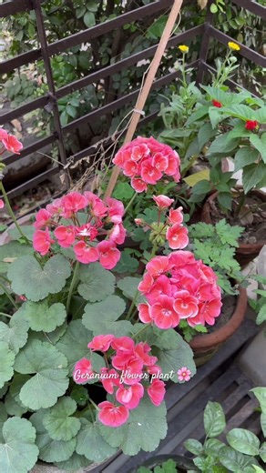 Geranium flower plant: Grow Geraniums in your garden #geranium