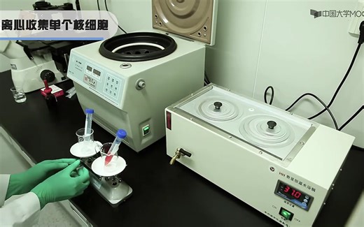 细胞分离，动物细胞分离，密度梯度离心，小鼠细胞分离，巨噬细胞分离，单个核细胞——细胞生物学实验教程