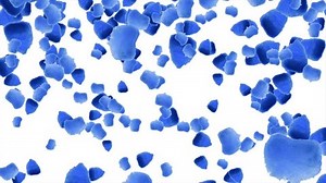 Falling petals roses animation on white background. Falling rose petals