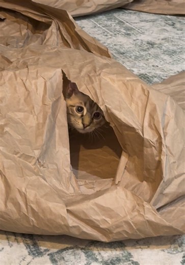 Eddie loves delivery day.