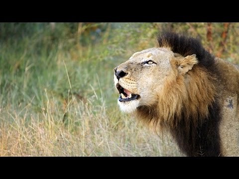 Lioness fight the male Lion to defend herself (Mr T of Mapogo Lions)