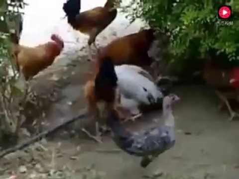 Chicken Rape