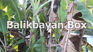 284K views · 6.9K reactions | Be sure to 'Like' my page for more fun...