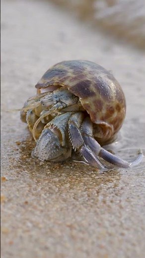 How often does a hermit crab change its shell? #naturepbs #hermitcrab #crab #wildlife