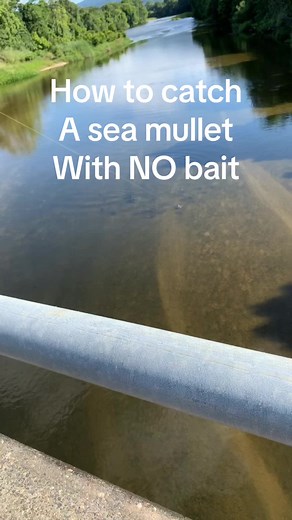 Sea Mullet Fishing: No Bait Needed!