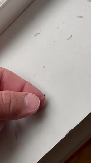 1K views | One of our technicians caught an incredible occurrence on camera — a termite swarming! When termites swarm, they are expanding their colony. Once they land or have found a suitable mate or location, they will shed their wings. | Catseye Pest Control | Facebook