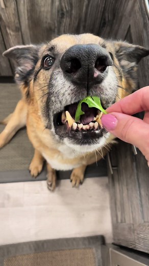 Trying Arugula with Django the Dog | Taste Test Challenge
