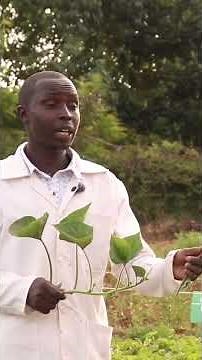 how to plant Lucerne and how long it takes to grow so that it can make fodder