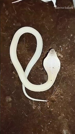 Hunting Strategy of the Albino Cobra | Rare Snake Behavior #snakevideo #snakelovers