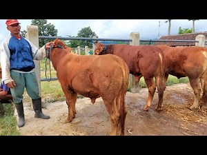 LATEST PRICE OF FOOD CATTLE IN WAGE PLAOSAN MARKET, MAGETAN
