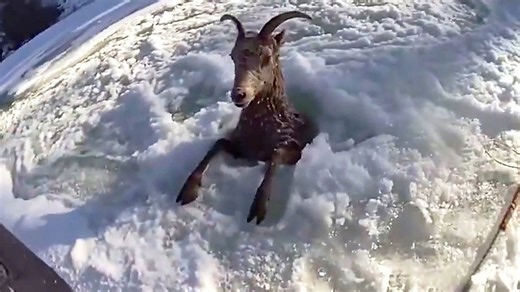 Bighorn sheep trapped in icy river sparks rapid rescue in Colorado