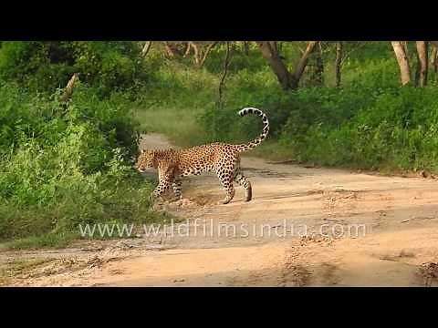 Indian leopard an extremely agile creature roams the forests of Rajasthan