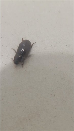 Have you ever seen this tiny black beetle up close?