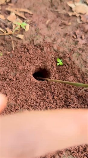 3.7K views · 11 reactions | Funny catching crickets insect with fire ants #usareels #unitedkingdom #newyork | Re Chizin | Facebook