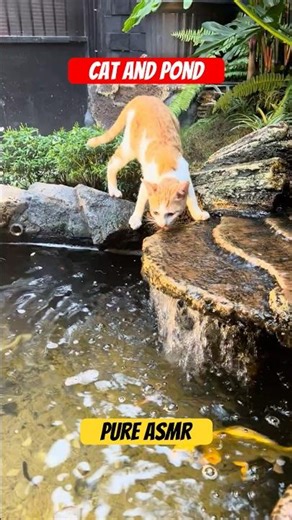Cat by the Pond | Gentle Garden ASMR to Calm Your Mind