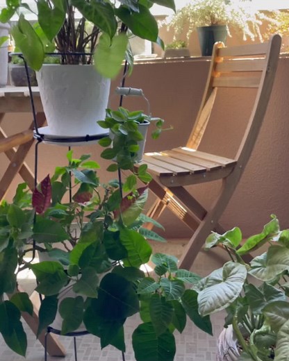 100均DIY！ セリアの鉢スタンドと受け皿 結束バンドで止めるだけ！ 簡単すぎる Jasmineの植生活の愉しみ方→@jasmine_botanical #botanical #green #plantsofinstagram #plants #livingroom #グリーンのある暮らし #観葉植物 #観葉植物のある暮らし #ハーブ #おうちじかんを楽しもう #おうちじかん#100均diy