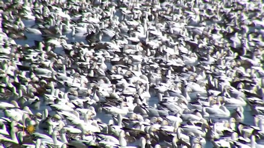 Kjergaard photographs millions of snow geese, featured on CBS Sunday Morning