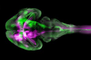Transparent, Glow-in-the-Dark Mice Are a Scientist's Wet Dream (Warning: Graphic)