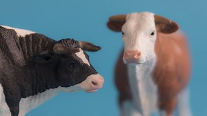 What do cows do for entertainment? Go to the moooooovies..... | Lancashire Farm Dairies