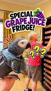 Einstein meets the new “Special Grape Juice” fridge. 🍇🐦 That body lean says NO! 😂 Will he accept it?