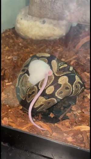 Feeding my ball python a mouse #reptiles ￼