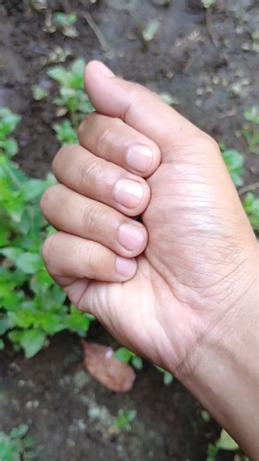 cute and adorable little frog🐸🐸🐸🐸🐸🐸🐸🐸🐸🐸 #frog #anyuniqueanimals