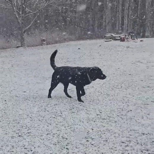 Black Lab Snow Film Suspense Rite of Spring Black and White Chilly Color