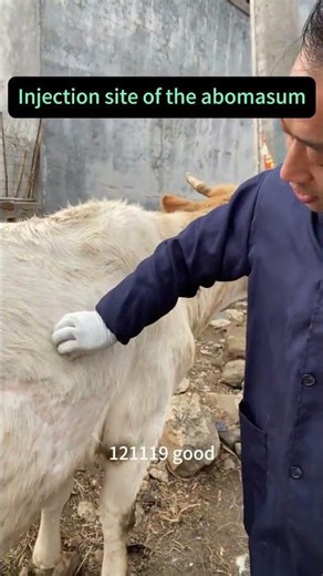 Bovine valve stomach injection site #cow #cattledisease #cattleworld