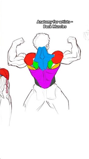 Anatomy for artists - Drawing the back muscles #arttrend #artdrawing #figuredrawing #drawing