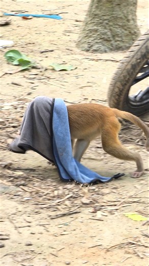 When the Baby Monkey Plays with Clothes. #curiousmonkeyforest #animals #monkey