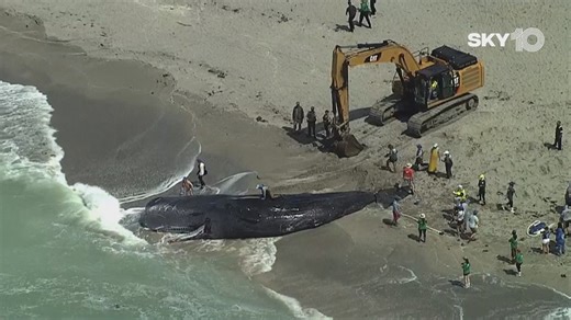 How do whales end up stranded on the beach? Here's what we know about 'beachings'