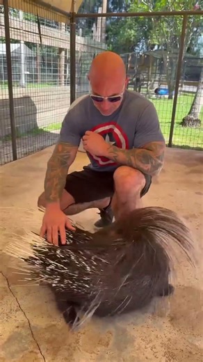 “People Are Pulling Out Porcupine Quills… Here’s Why It’s Dangerous 😳