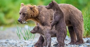 Geographic Marine Expeditions | Multi-Day Alaska Bear Viewing Tours