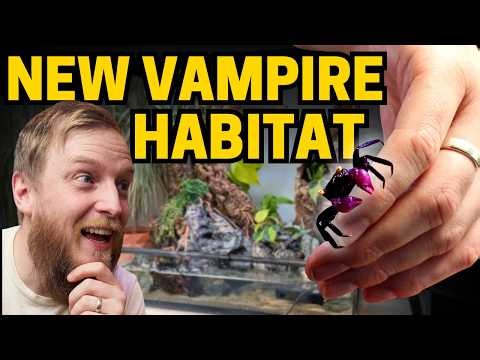My Most Detailed Vampire Crab Build. Paludarium setup (EP1 Waterfall, Wood, Rocks & Plans)