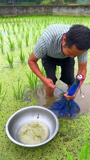 Fish Farming in Japan | Fish farming in paddy field Fishing Rod | Fishing Videos