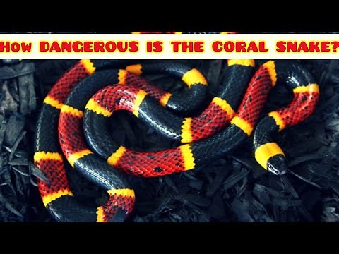HOW DEADLY IS THE CORAL SNAKE? | the most venomous snakes in North America