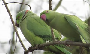 The mysterious tale of the parrots of South Manchester