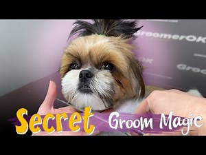 Shih Tzu Grooming Styles | Full Transformation: Watch Me Master the Perfect Cut | Secrets Revealed!