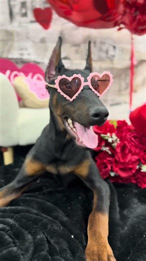 Valentines Photo Shoot ‪@ProtectionDogSales‬ World Leader In Home Raised Family Protection Dogs